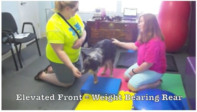 Tripawd Exercise Ideas with Balance Pad