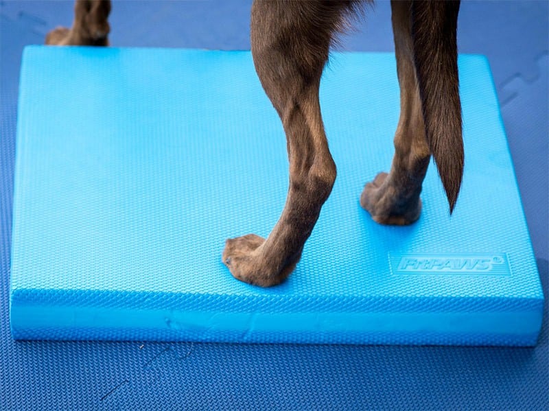 Tripawd Exercise Ideas with Balance Pad