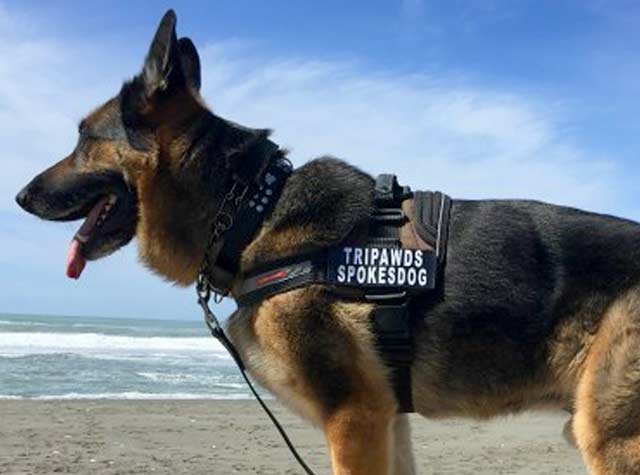 EzyDog Convert Harness Service Dog Harness
