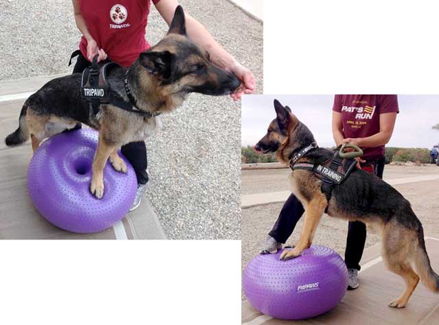 German Shepherd Tripawd exercise