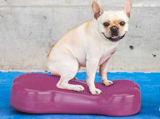 FitPAWS FITBone helps Tripawds get stronger