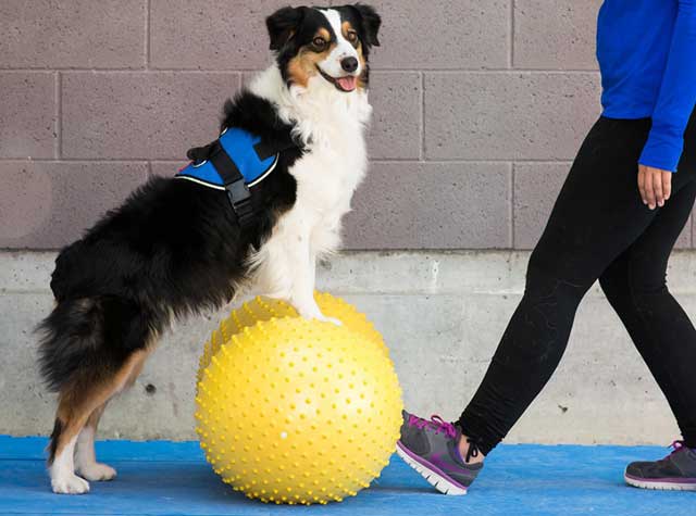 Dog hot sale balance ball