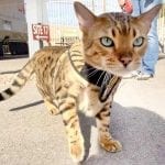 Kitty Holster Best 3 Legged Cat Harness