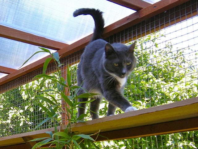 DIY Catio Plans for Tripawds