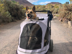 Pet Gear Expedition Dog Stroller for Tripawd Nellie