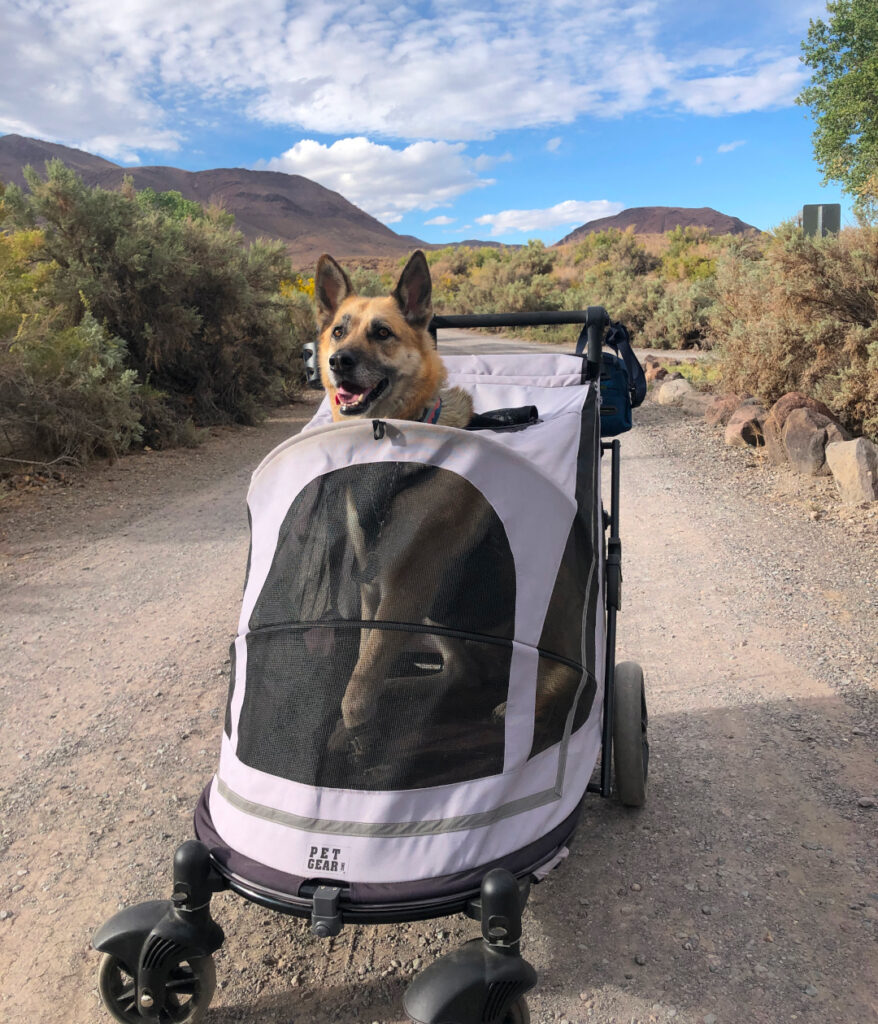 Pet Gear Expedition Dog Stroller for Tripawd Nellie