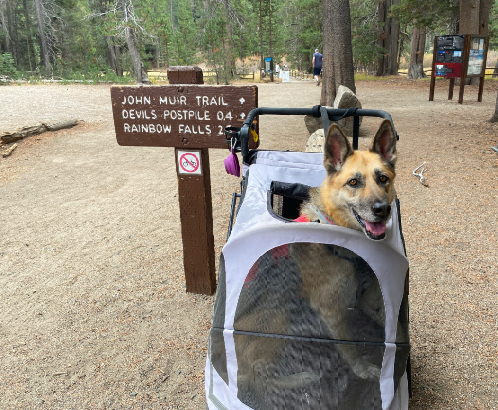 Pet Gear Expedition Dog Stroller for Tripawd Nellie