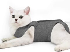 recovery suit for cats