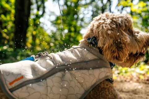 Cooling Dog Vest