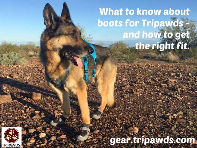 how are dog boots measured