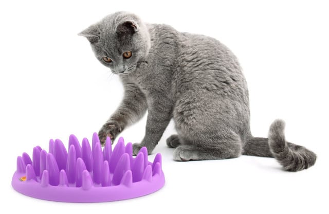 Interactive Cat Toy Slow Feeder for Indoor Cats Dogs Kitten Toys Treat Maze Cats  Puzzle Feeder Non Slip Cat Bowl Treat Dispenser