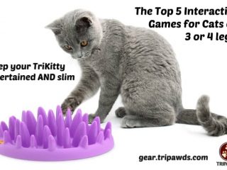 interactive games for cats