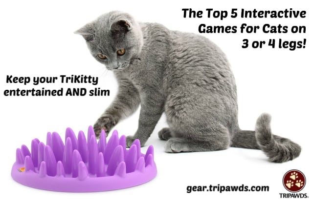 The Cat Brain Game Puzzle for Tripawds and Quadpawds