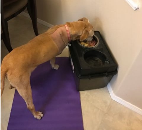 Elevated food bowl for great outlet dane