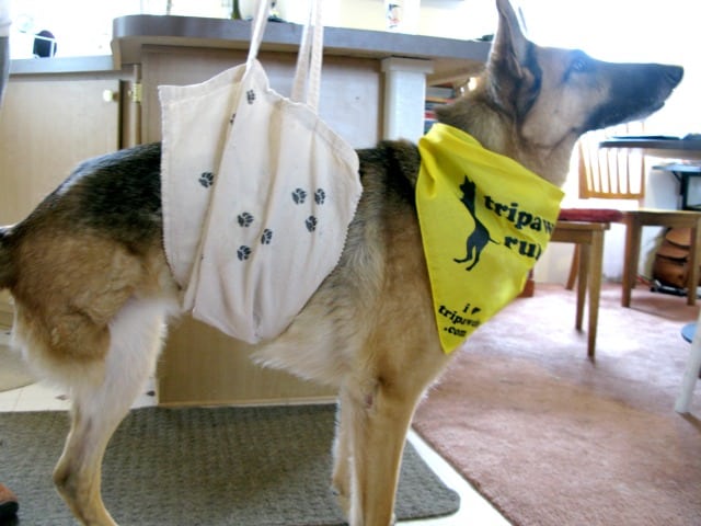 How to Make Dog Sling from Canvas Bag 