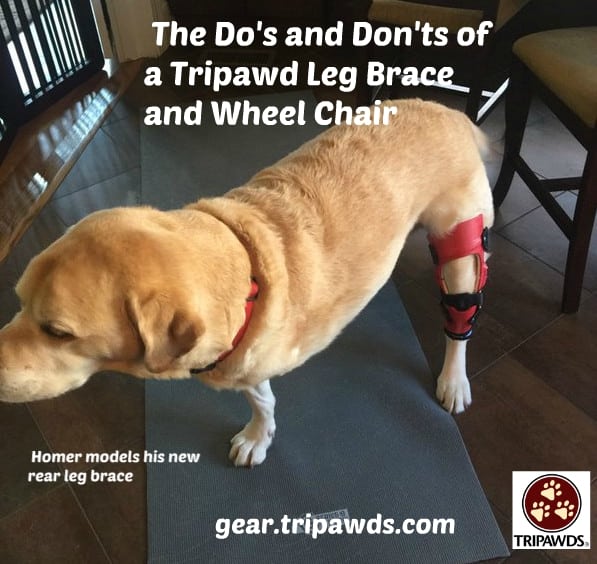 Dog/Cat Splints and Braces  Dog Wheelchairs, Dog Carts