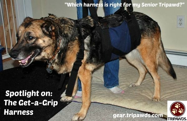 best harness senior Tripawd dog