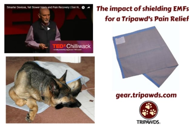 Tripawds pain relief