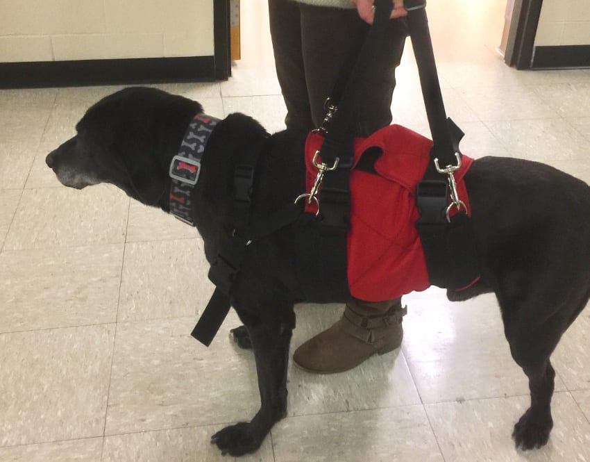 Tripawd Wears Custom Harness