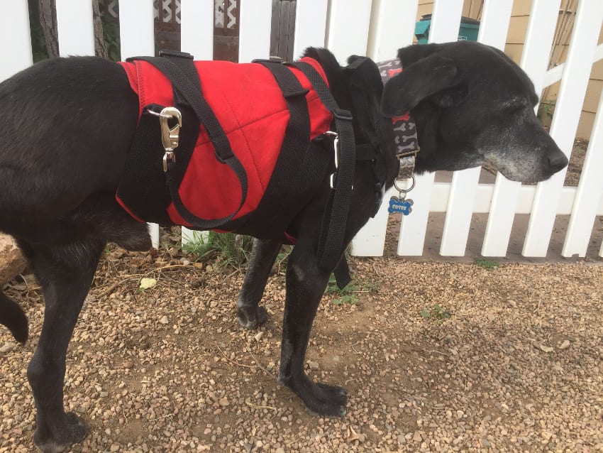 Harness for Senior Dogs