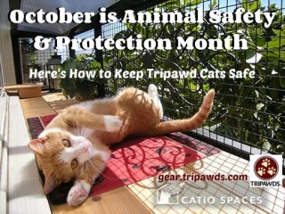 tripawd cat safety tip