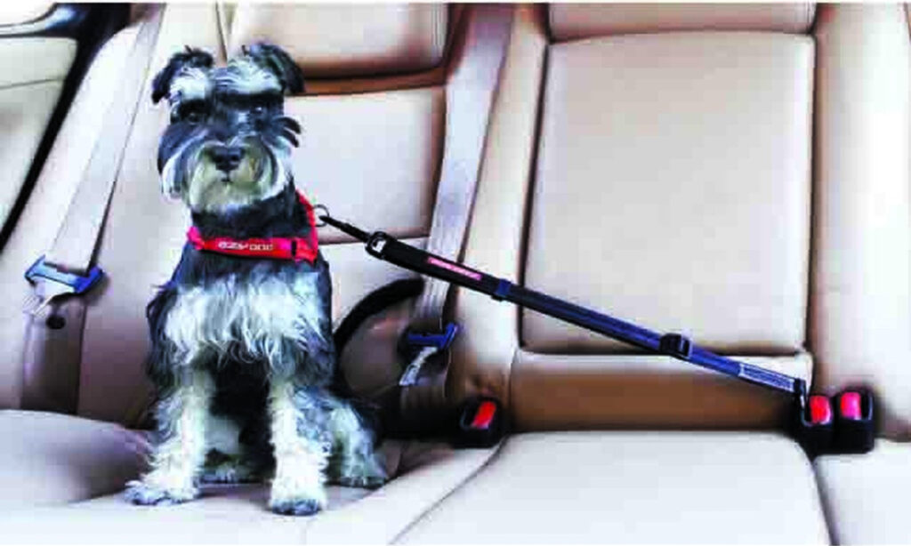 EzyDog Adjustable Seat Belt Restraint for Dogs