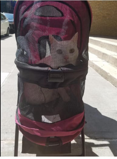 Tripawd Cat Stroller