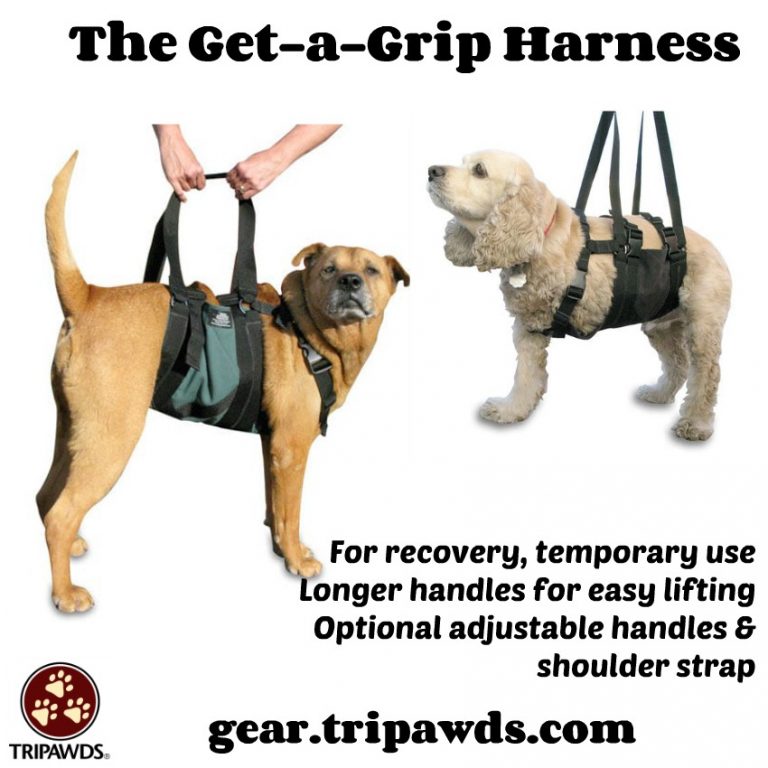How to Pick the Best Tripawd Harness for Your Dog