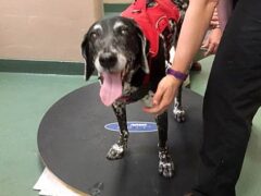 Tripawd Riley tackles Wobble Board for Rehab