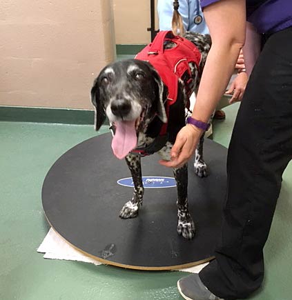 Tripawd Riley tackles Wobble Board for Rehab