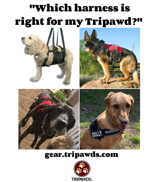 How to Pick the Best Tripawd Harness for Your Dog