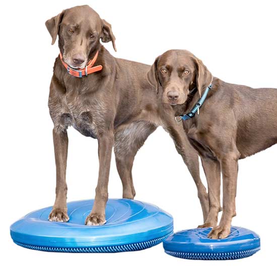 favorite Tripawds exercise gear