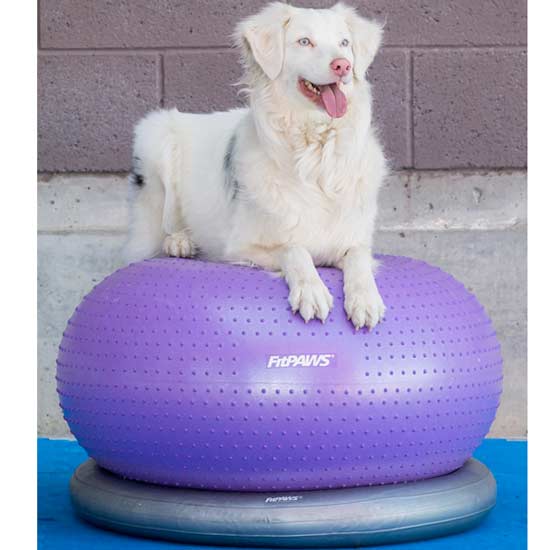 Donut helps Tripawds get strong