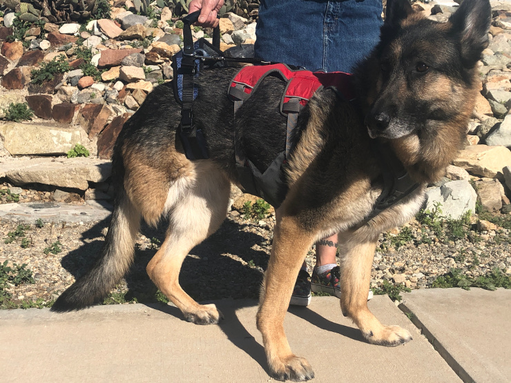 Diy dog lift outlet harness