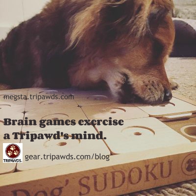 Town and Country Veterinary Group - 🐾 BRAIN GAMES FOR DOGS