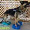Tripawds Strengthen with FitPAWS Balance Ramp tripawds strengthen