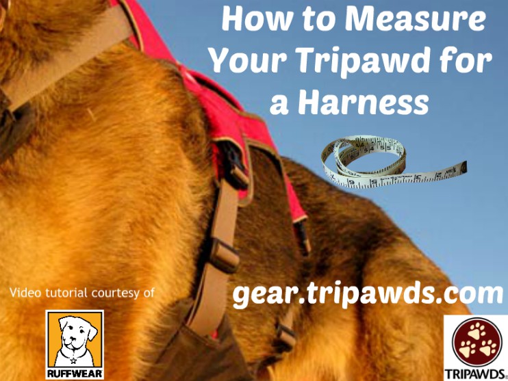measure tripawd harness