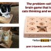 Can Your Tripawd Solve This Cat Brain Game Puzzle? cat brain game