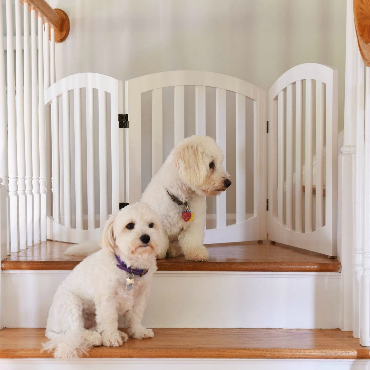 Tripawd on stairs