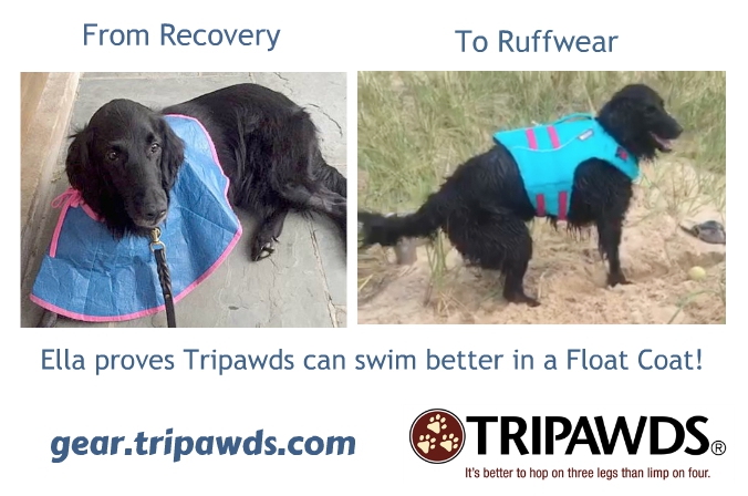 Tripawd doggie life jacket