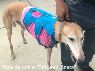 Tripawd dog harness