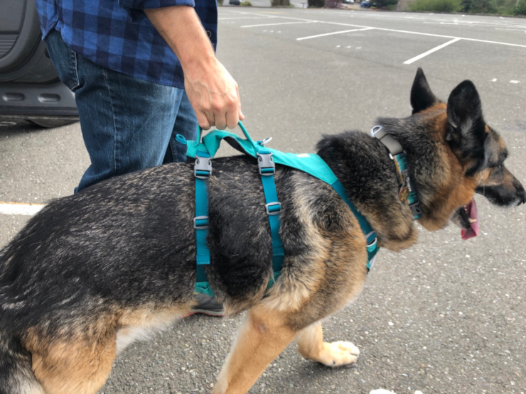 Tripawd Flagline Harness support handle