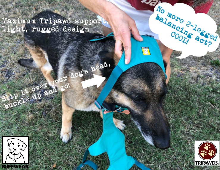 Flagline Harness Review: Best Support for Three-Legged Dogs! - Tripawds Gear