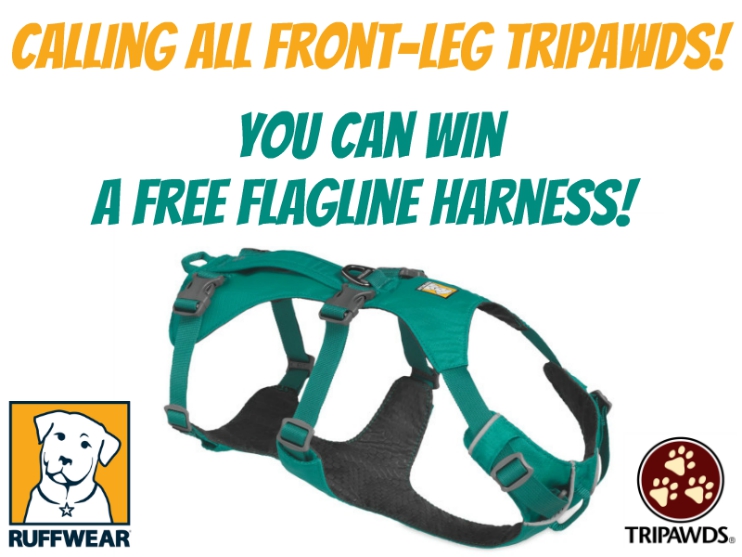 Front Leg Tripawds Win a Free Flagline Harness Tripawds Gear