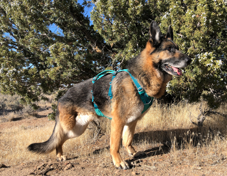 Last Call for Tripawds Flagline Harness Reviews Tripawds Gear