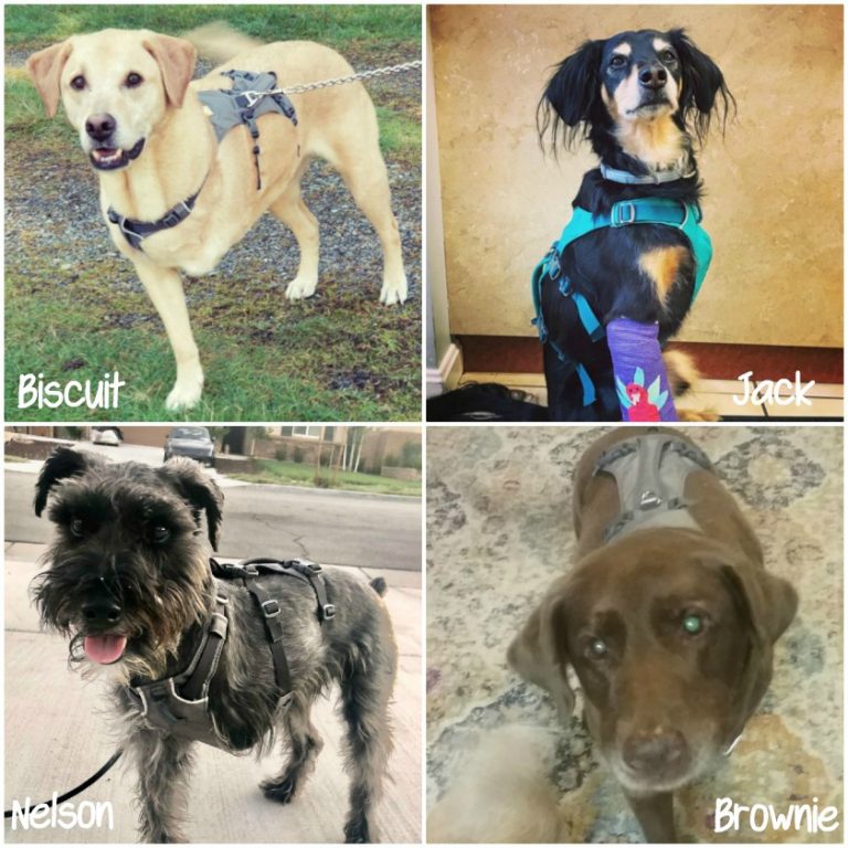Tripawds agree a great frontleg amputee dog harness starts with the
