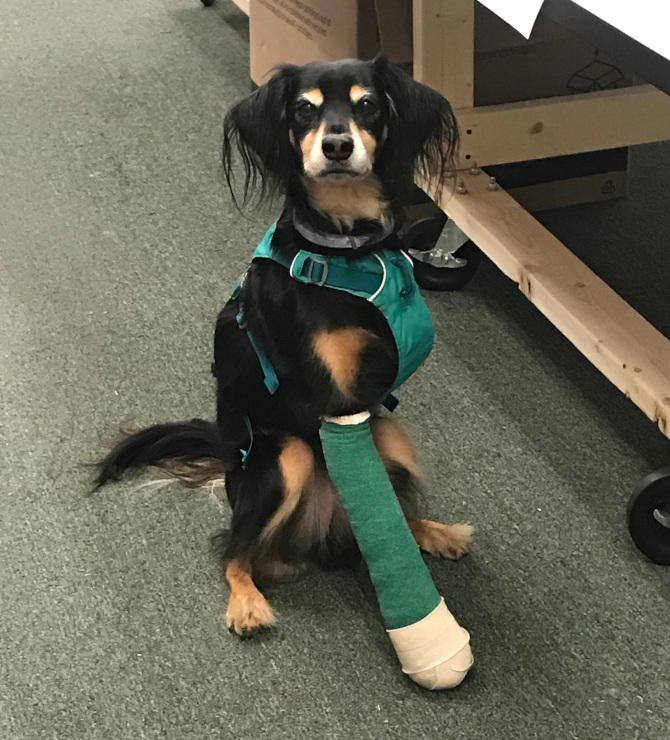 Dog harness for front hotsell leg amputation