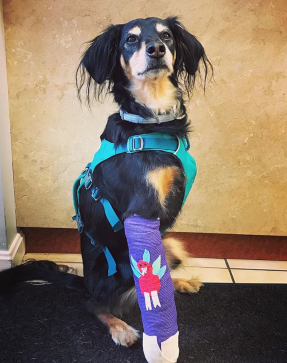 Tripawds agree a great front leg amputee dog harness starts with