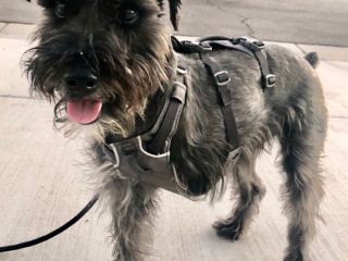 front leg tripawd dog harness review
