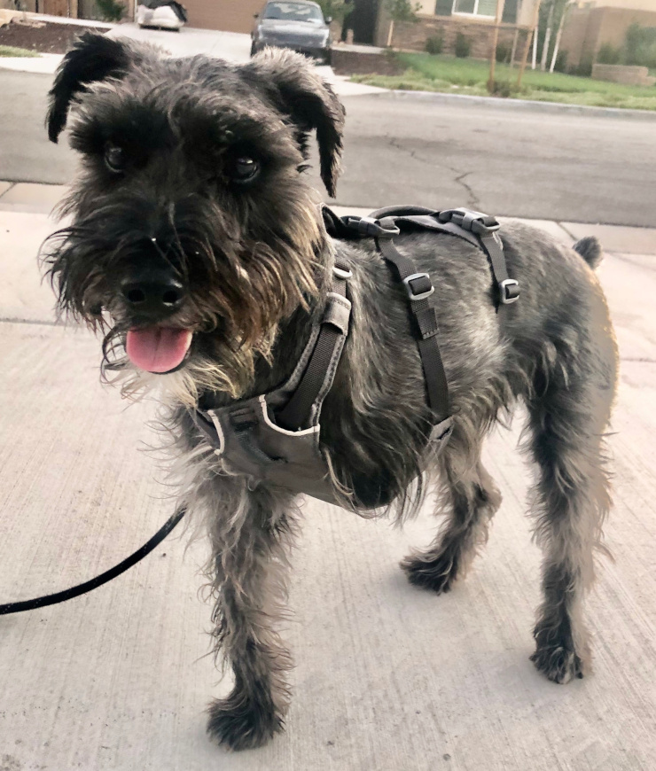 Best dog harness 2025 for miniature schnauzer